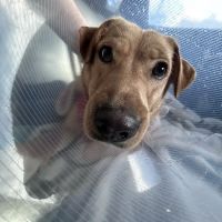 Austin Vet Hospital ico