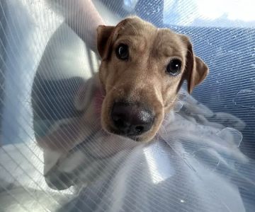 Austin Vet Hospital
