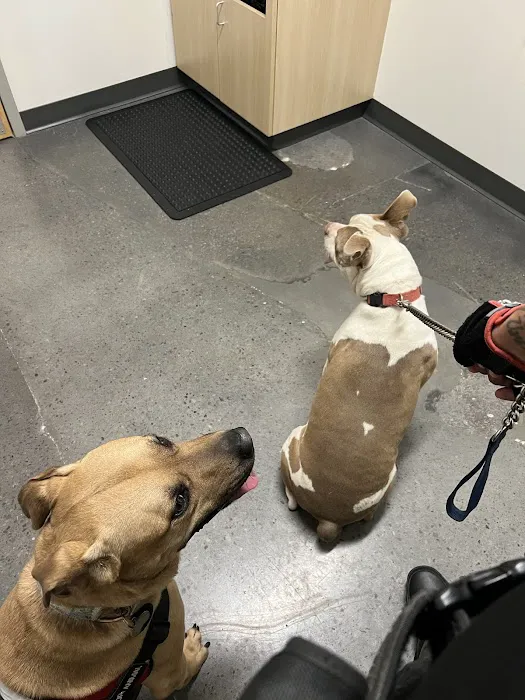 Thrive Pet Healthcare - East Austin 10