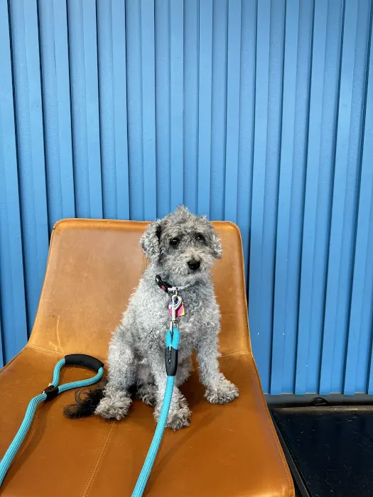 Thrive Pet Healthcare - East Austin 1