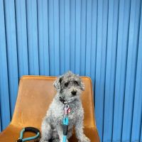 Thrive Pet Healthcare - East Austin ico