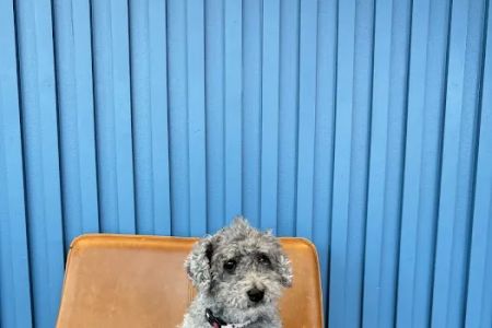 Thrive Pet Healthcare - East Austin