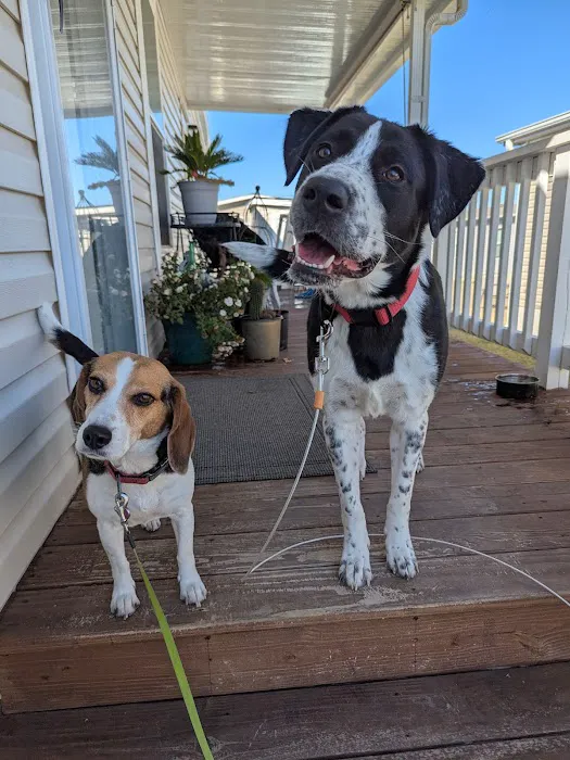 Thrive Pet Healthcare - East Austin 2