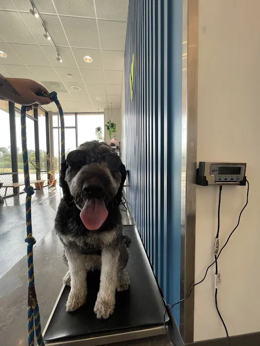 Thrive Pet Healthcare - East Austin 3