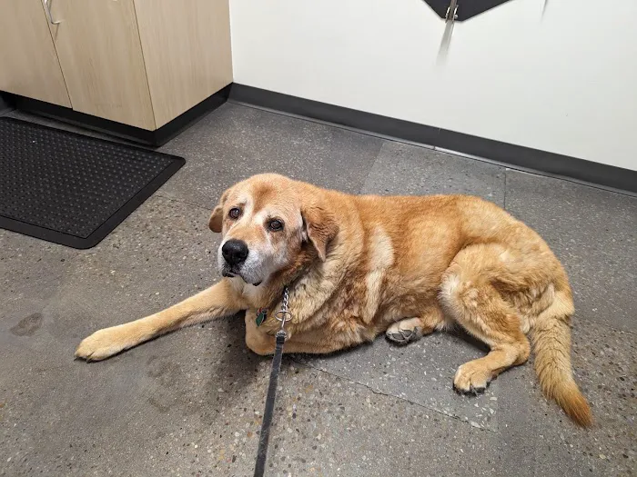 Thrive Pet Healthcare - East Austin 4