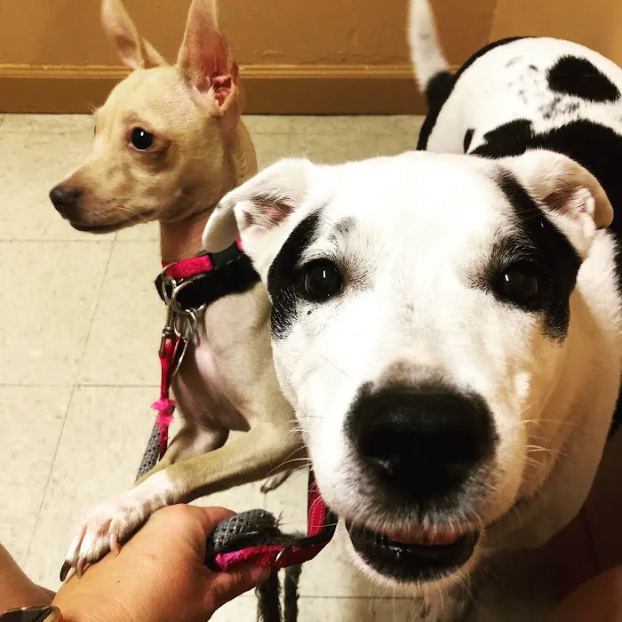 Wells Branch Pet & Bird Clinic 8