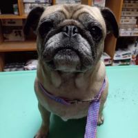 North Lamar Veterinary Clinic ico