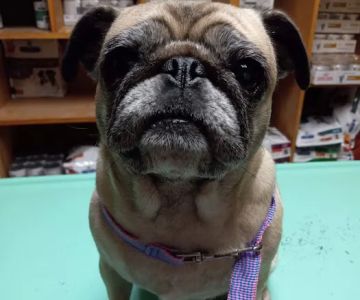 North Lamar Veterinary Clinic