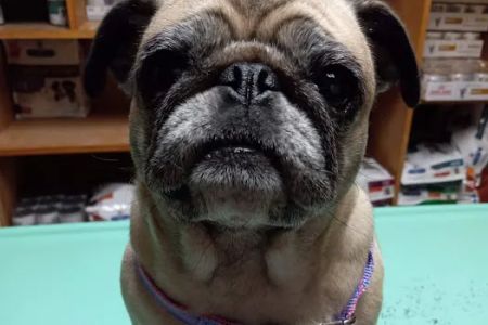 North Lamar Veterinary Clinic