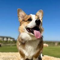 Sunbury Veterinary Clinic ico