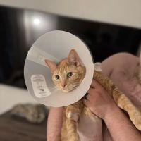 Emancipet Austin Dental and Surgical Center ico
