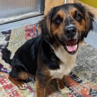 Emancipet ico