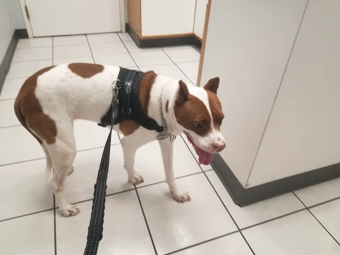 Animal Medical Center of Austin 9