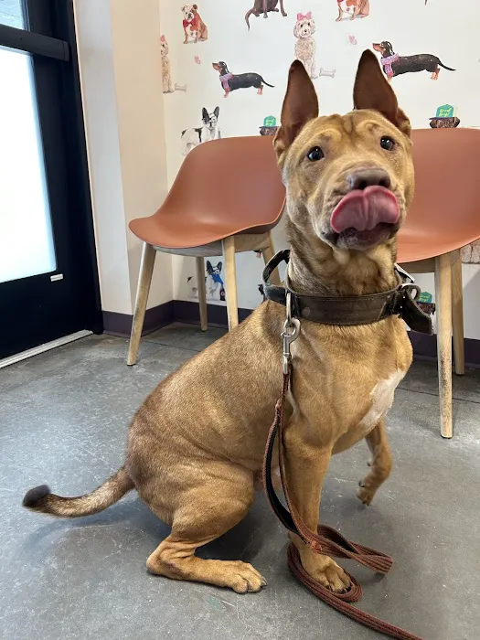 PAZ Veterinary East 9