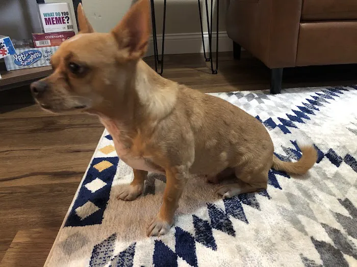 PAZ Veterinary East 5
