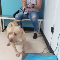 Emancipet ico