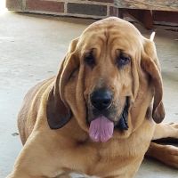 Timberlake Animal Hospital ico