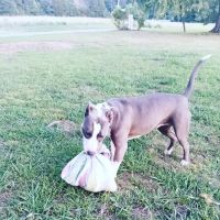 Quail Roost Animal Hospital ico