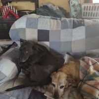 Bahama Road Veterinary Hospital ico