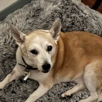 Urgent Care by Pawprints ico