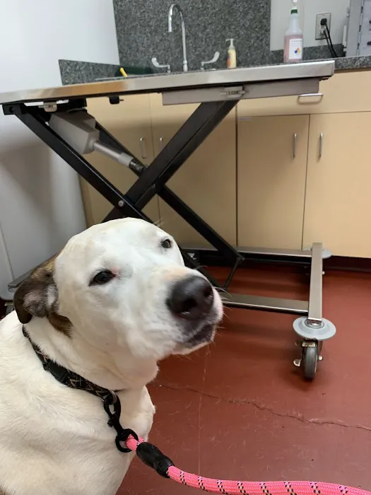 Peaks View Animal Hospital 12