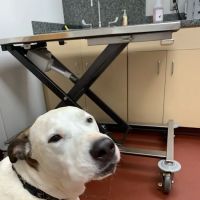 Peaks View Animal Hospital ico