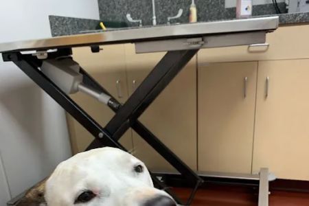 Peaks View Animal Hospital