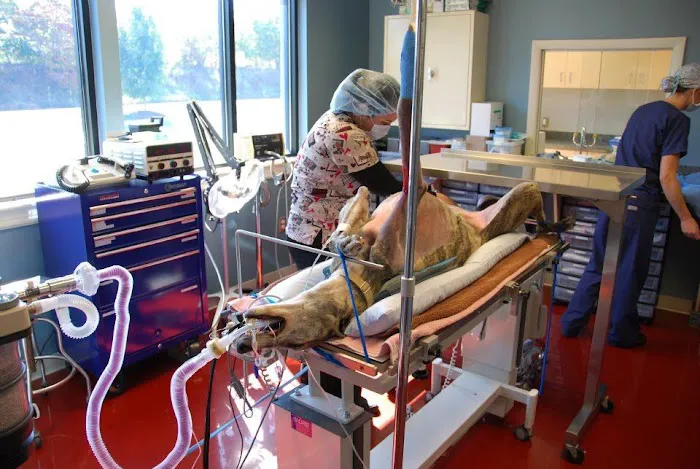 Animal Emergency & Critical Care of Lynchburg 12
