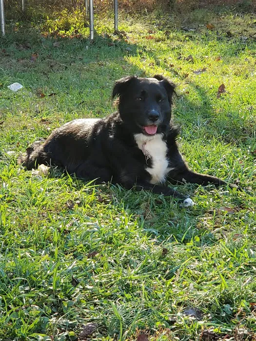 Animal Hospital of Lynchburg 12