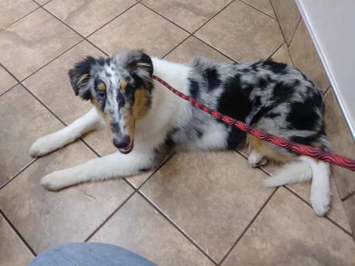 Animal Hospital of Lynchburg 12
