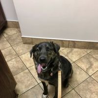 Animal Hospital of Lynchburg ico