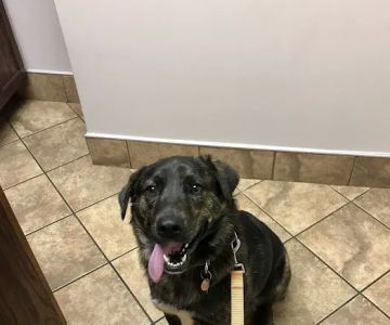 Animal Hospital of Lynchburg