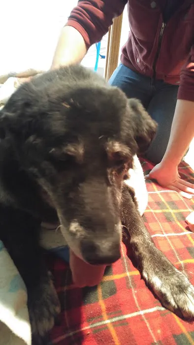 Carlton Veterinary Hospital 7