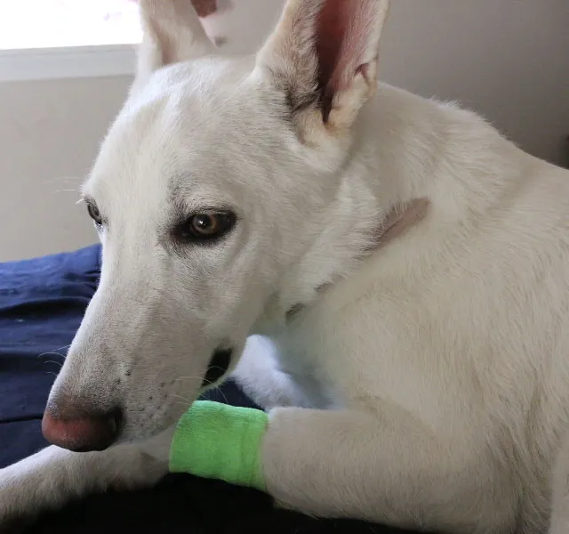 Carlton Veterinary Hospital 2