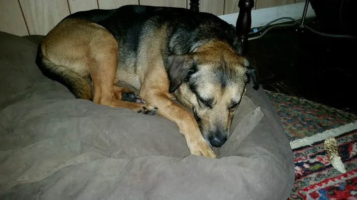 Carlton Veterinary Hospital 6