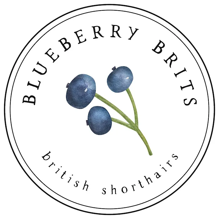Blueberry Brits 12