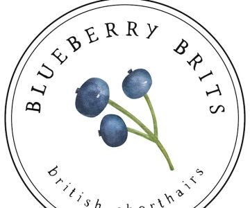 Blueberry Brits