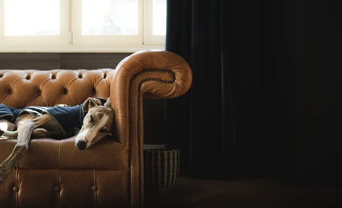 Vintage Veterinary Hospital & Boutique 2