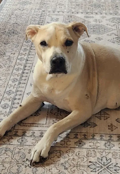 West Salem Animal Clinic 12