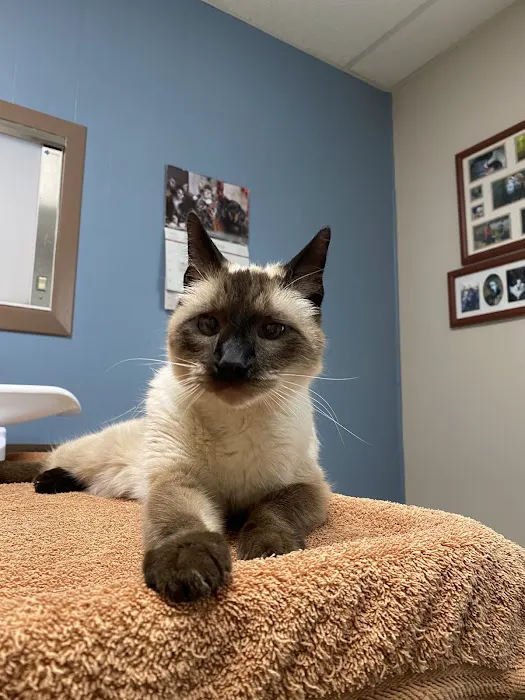 Third Street Veterinary Hospital 9