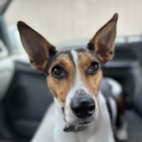 Third Street Veterinary Hospital ico