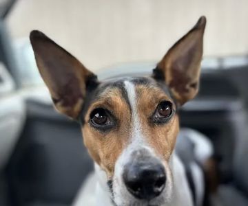 Third Street Veterinary Hospital