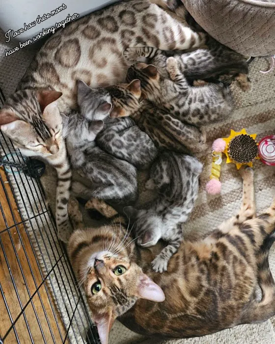 Oregon Bengal Kittens 6