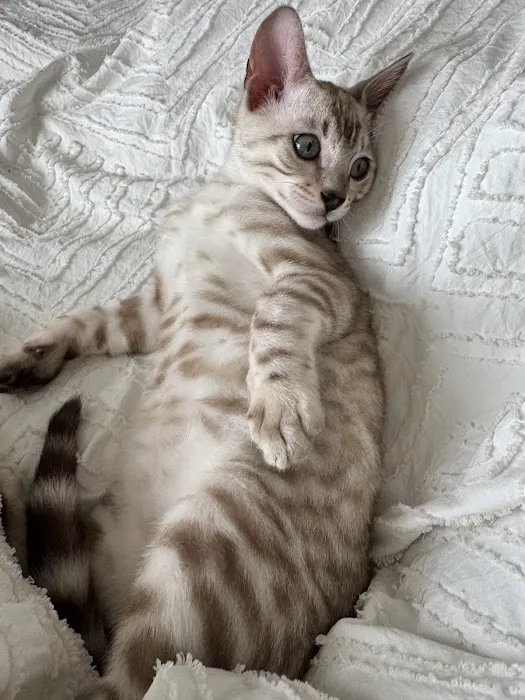 Oregon Bengal Kittens 2