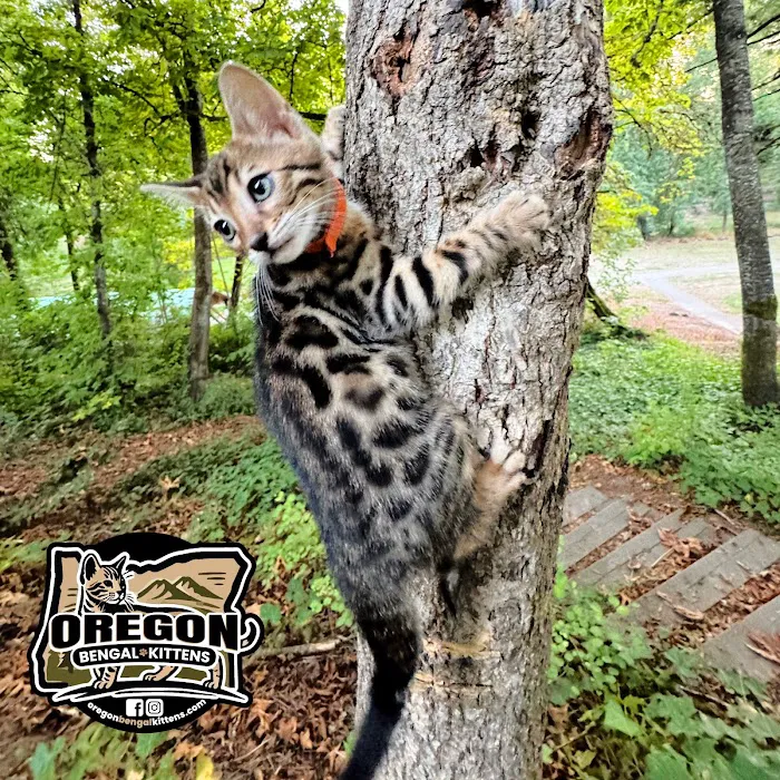 Oregon Bengal Kittens 7