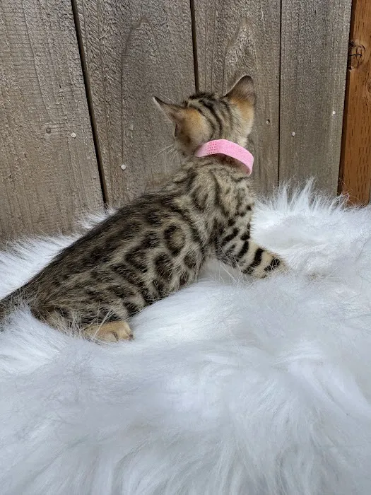 Oregon Bengal Kittens 1