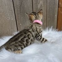 Oregon Bengal Kittens ico