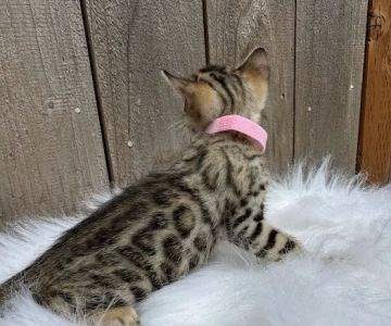 Oregon Bengal Kittens