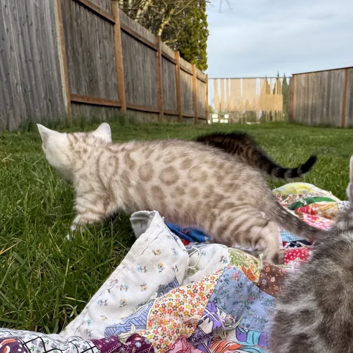 Oregon Bengal Kittens 4