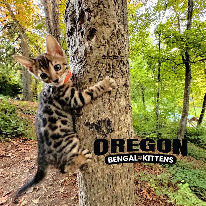 Oregon Bengal Kittens 9